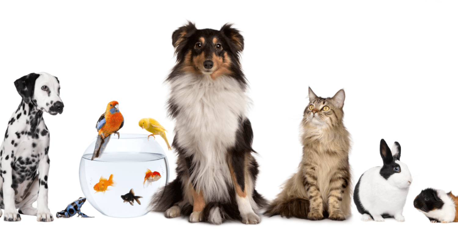 Günstiges Tierbedarf Geschäft -Günstiges Tierbedarf Geschäft Onlineshop fuer tierbedarf 1