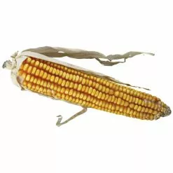 TRIXIE Maiskolben-Snack »Pure Nature«, Für Nagetiere, Mais