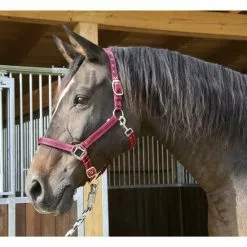 Covalliero Halfter »Mustang«, Passend Für , Gr. 3, Rot/schwarz -Günstiges Tierbedarf Geschäft unnamed file 11055