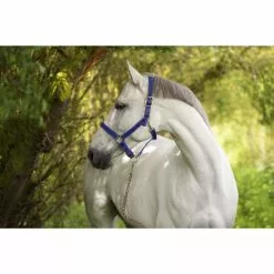 Covalliero Halfter »Mustang«, Passend Für , Gr. 1, Royalblau/schwarz -Günstiges Tierbedarf Geschäft unnamed file 11076