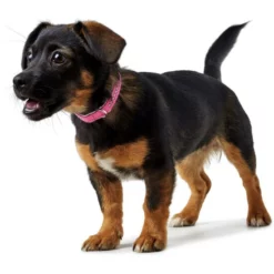 HUNTER Halsband, Gr. S, Pink/weiß -Günstiges Tierbedarf Geschäft unnamed file 13027