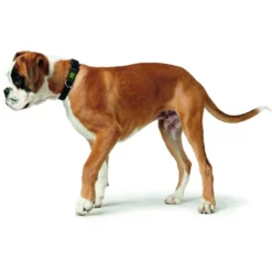 HUNTER Halsung, Gr. M, Schwarz -Günstiges Tierbedarf Geschäft unnamed file 13033