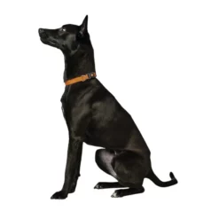 HUNTER Halsung »London«, Gr. M, Orange -Günstiges Tierbedarf Geschäft unnamed file 13063