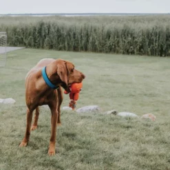 HUNTER Halsband, Gr. XS-S, Türkis -Günstiges Tierbedarf Geschäft unnamed file 13160