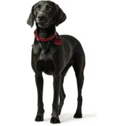 HUNTER Halsband, Gr. S, Rot -Günstiges Tierbedarf Geschäft unnamed file 13165