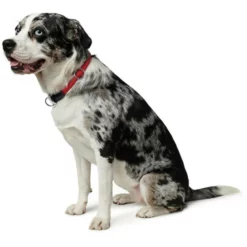 HUNTER Dressurhalsung, Gr. S, Rot -Günstiges Tierbedarf Geschäft unnamed file 13176