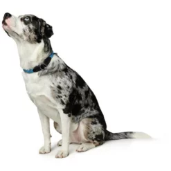 HUNTER Dressurhalsung, Gr. S-M, Petrolfarben -Günstiges Tierbedarf Geschäft unnamed file 13192