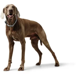 HUNTER Dressurhalsung, Gr. S-M, Grau -Günstiges Tierbedarf Geschäft unnamed file 13277