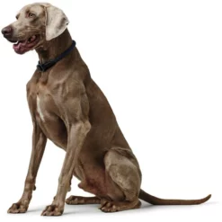 HUNTER Dressurhalsung, Gr. XS-S, Blau -Günstiges Tierbedarf Geschäft unnamed file 13309