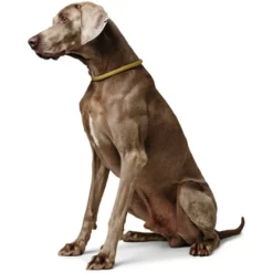 HUNTER Dressurhalsung, Gr. S-M, Gelb -Günstiges Tierbedarf Geschäft unnamed file 13492