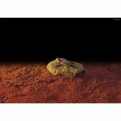 EXO TERRA Heizfels Exo-Terra -Günstiges Tierbedarf Geschäft unnamed file 1351