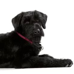 HUNTER Dressurhalsung, Gr. M, Himbeerrot -Günstiges Tierbedarf Geschäft unnamed file 13515