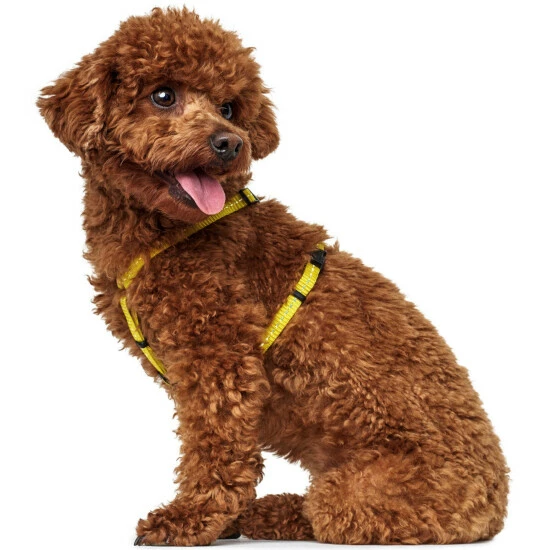 HUNTER Geschirr, XXS-XS, Nylon/plastik/metalldruckguss, Gelb 6 HUNTER Geschirr, XXS-XS, Nylon/plastik/metalldruckguss, Gelb – Bild 4