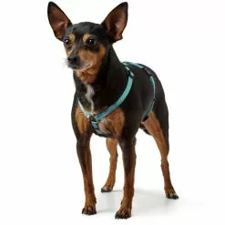 HUNTER Geschirr, XXS-XS, Nylon/plastik/metalldruckguss, Hellblau 6 HUNTER Geschirr, XXS-XS, Nylon/plastik/metalldruckguss, Hellblau -Günstiges Tierbedarf Geschäft unnamed file 13760