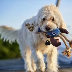 HUNTER Hundespielzeug, Orange -Günstiges Tierbedarf Geschäft unnamed file 13772