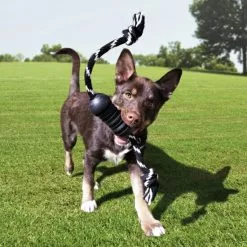 KONG® Hundespielzeug, Mehrfarbig -Günstiges Tierbedarf Geschäft unnamed file 13798