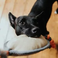 HUNTER Hundespielzeug, Mehrfarbig -Günstiges Tierbedarf Geschäft unnamed file 13821