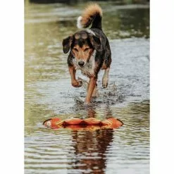 HUNTER Hundespielzeug, Orange -Günstiges Tierbedarf Geschäft unnamed file 13844