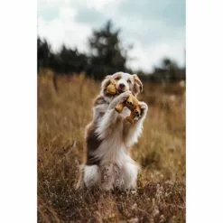 HUNTER Hundespielzeug, Mehrfarbig -Günstiges Tierbedarf Geschäft unnamed file 13873