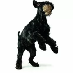 HUNTER Hundespielzeug, Beige -Günstiges Tierbedarf Geschäft unnamed file 13942