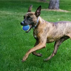 KONG® Hundespielzeug, Mehrfarbig -Günstiges Tierbedarf Geschäft unnamed file 13948