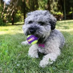 KONG® Hundespielzeug, Mehrfarbig -Günstiges Tierbedarf Geschäft unnamed file 13967