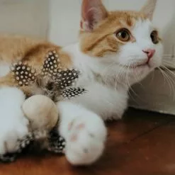 HUNTER Hundespielzeug, Beige -Günstiges Tierbedarf Geschäft unnamed file 13998