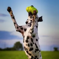 KONG® Hundespielzeug, Mehrfarbig -Günstiges Tierbedarf Geschäft unnamed file 14045