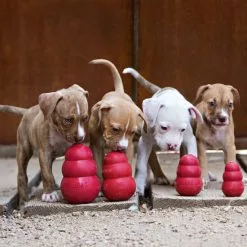 KONG® Hundespielzeug, Mehrfarbig -Günstiges Tierbedarf Geschäft unnamed file 14049