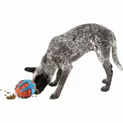 KONG® Hundespielzeug, Mehrfarbig -Günstiges Tierbedarf Geschäft unnamed file 14110