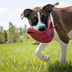 KONG® Hundespielzeug, Mehrfarbig -Günstiges Tierbedarf Geschäft unnamed file 14128
