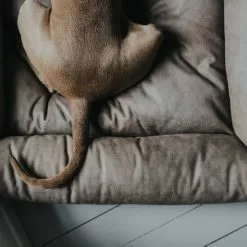 HUNTER Hunde-Sofa, BxHxL: 45 X 20 X 60 Cm, Stein -Günstiges Tierbedarf Geschäft unnamed file 14382