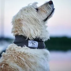 HUNTER Hundeschal »Nancy«, Für Hunde, Acryl, Grau -Günstiges Tierbedarf Geschäft unnamed file 14493