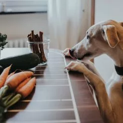 HUNTER Hundesnack »Kaustick«, 12 Stück, Je 80, Rind 9 HUNTER Hundesnack »Kaustick«, 12 Stück, Je 80, Rind -Günstiges Tierbedarf Geschäft unnamed file 14642