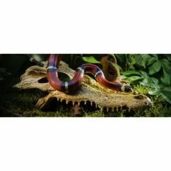 EXO TERRA Dekofigur, EX Crocodile Kopf 23x12x7,5 Cm, Kunststoff, Beige -Günstiges Tierbedarf Geschäft unnamed file 15169