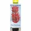 TETRA Kunststoffpflanze »DecoArt Plant «, Foxtail Red M, Grün, Für Aquarien -Günstiges Tierbedarf Geschäft unnamed file 15513