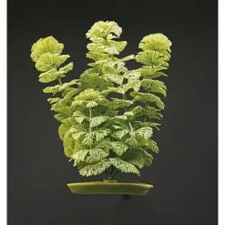 MARINA Aquarienpflanzen, Grün, Für Aquaristik/Terraistik