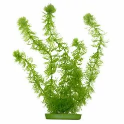 MARINA Aquarienpflanzen, Grün, Für Aquaristik/Terraistik