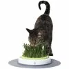 Katzengras »Catit Design Senses«, 70 G -Günstiges Tierbedarf Geschäft unnamed file 1916