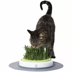 Katzengras »Catit Design Senses«, 70 G