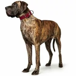 HUNTER Halsband »Aalborg«, Gr. M, Rot -Günstiges Tierbedarf Geschäft unnamed file 2255