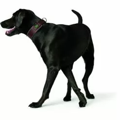 HUNTER Halsband, Gr. L, Braun/karamellbraun -Günstiges Tierbedarf Geschäft unnamed file 2293