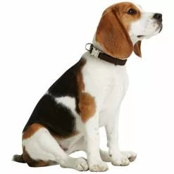 HUNTER Halsung, Gr. L, Braun -Günstiges Tierbedarf Geschäft unnamed file 2319