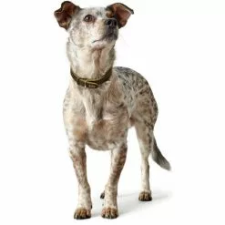 HUNTER Halsband, Gr. L, Olivgrün -Günstiges Tierbedarf Geschäft unnamed file 2336