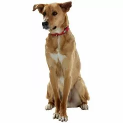 HUNTER Halsband, Gr. S-M, Rot/schwarz -Günstiges Tierbedarf Geschäft unnamed file 2367