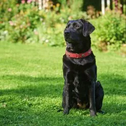 HUNTER Halsband, Gr. S-M, Rot/schwarz -Günstiges Tierbedarf Geschäft unnamed file 2368