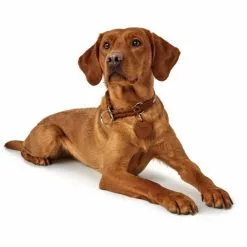 HUNTER Dressurhalsung, Gr. S-M, Cognacfarben -Günstiges Tierbedarf Geschäft unnamed file 2372