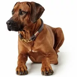 HUNTER Halsung, Gr. L, Grau -Günstiges Tierbedarf Geschäft unnamed file 2390