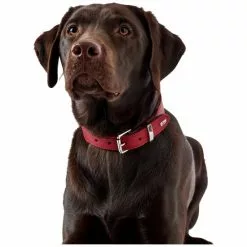 HUNTER Halsband, Gr. M-L, Rot/schwarz -Günstiges Tierbedarf Geschäft unnamed file 2397