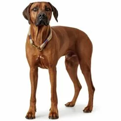 HUNTER Halsung, Gr. M-L, Beige -Günstiges Tierbedarf Geschäft unnamed file 2448